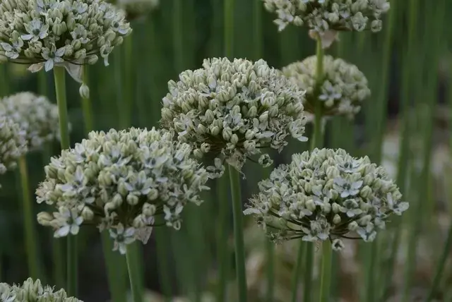 Sierui (Allium nigrum) | Bestseller