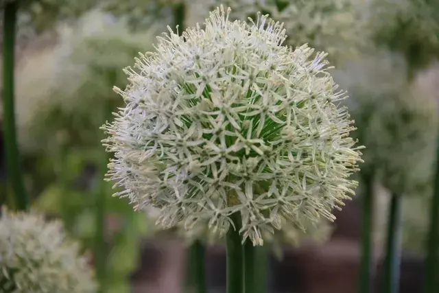 Topkwaliteit | Sierui (Allium ‘Mount Everest‘)