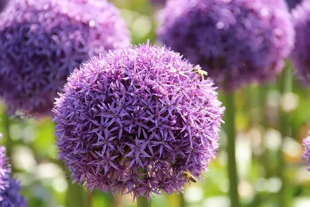 Bestel vandaag - Sierui (Allium ‘Globemaster‘®)