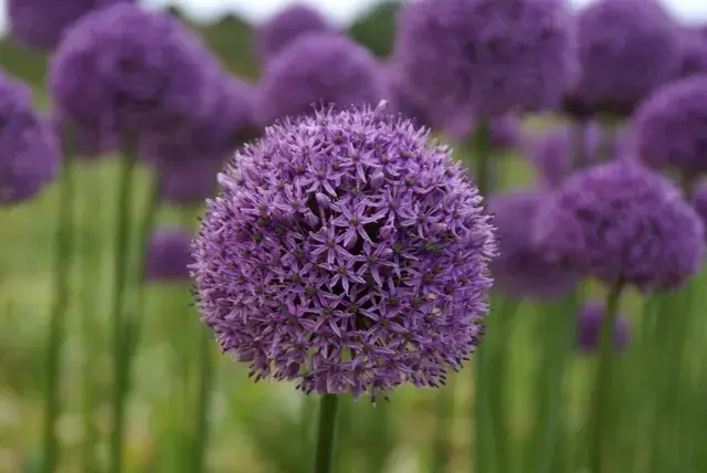 Sierui (Allium ‘Gladiator‘) | Korting