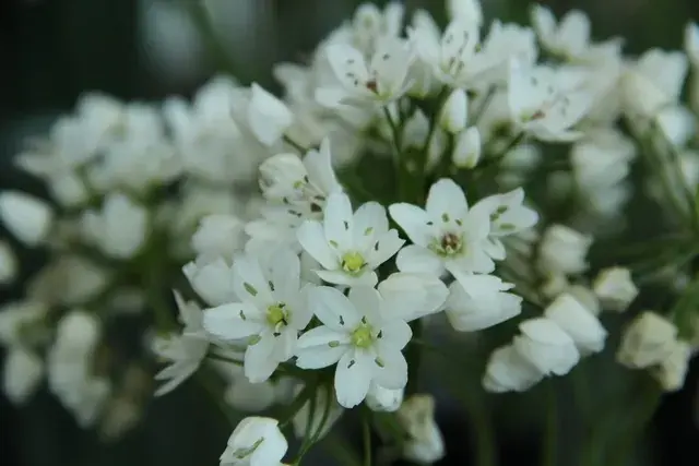 Superprijs - Sierui (Allium Cowanii)