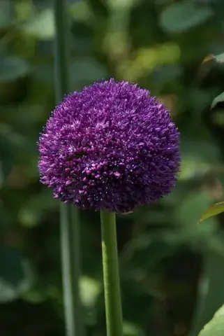Sierui (Allium ‘Ambassador‘®) - Goed beoordeeld