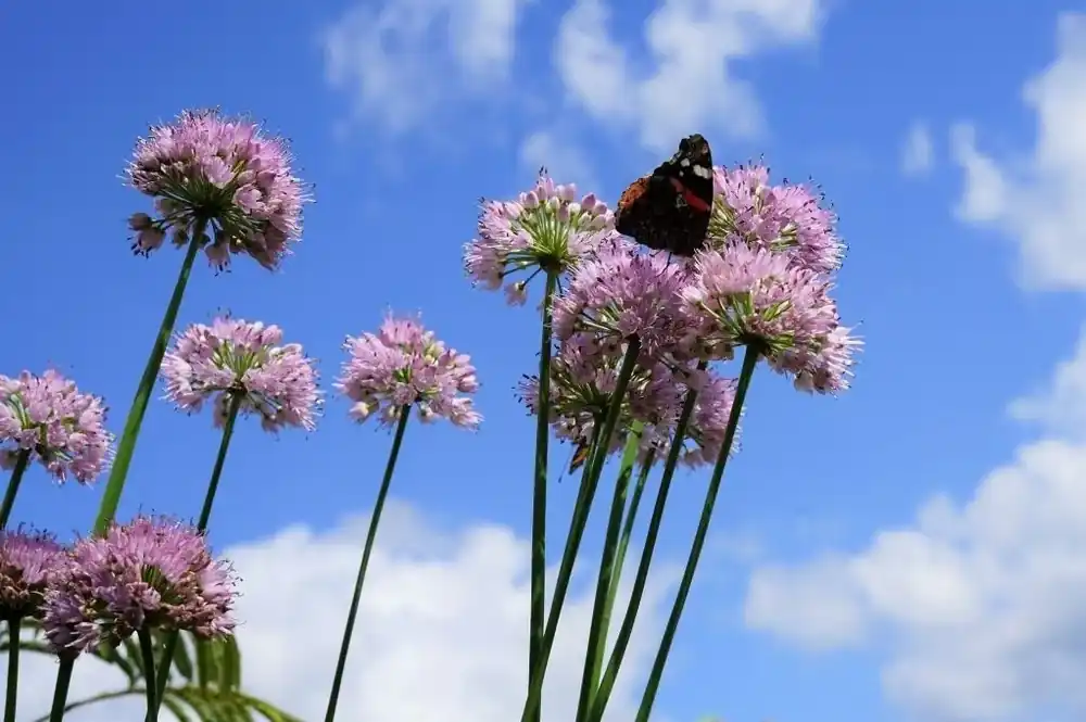 Sierui kopen? Allium ‘Millenium‘ altijd voordelig! | Rechtstreeks uit de fabriek
