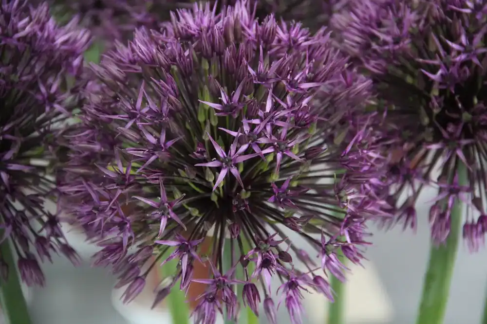 Sierui (Allium ‘Atlas’) | Nieuw gelanceerd