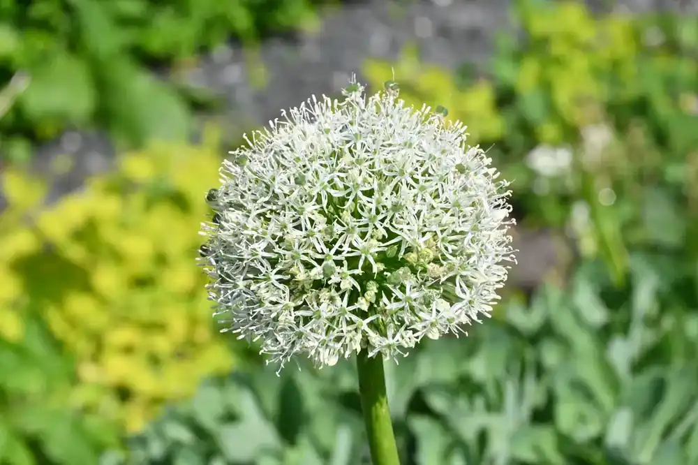 Nieuw - Sierui (Allium ‘White Giant‘)