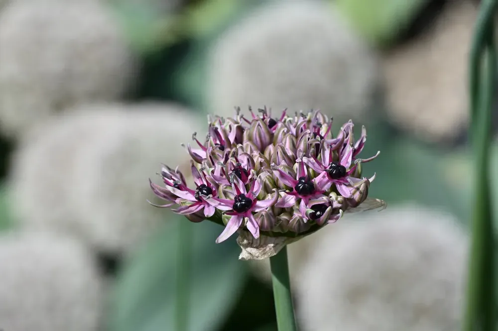 Sierui (Allium ‘Starlight‘) | Premium