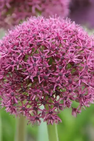 Zojuist toegevoegd | Sierui (Allium ‘Ostara‘)
