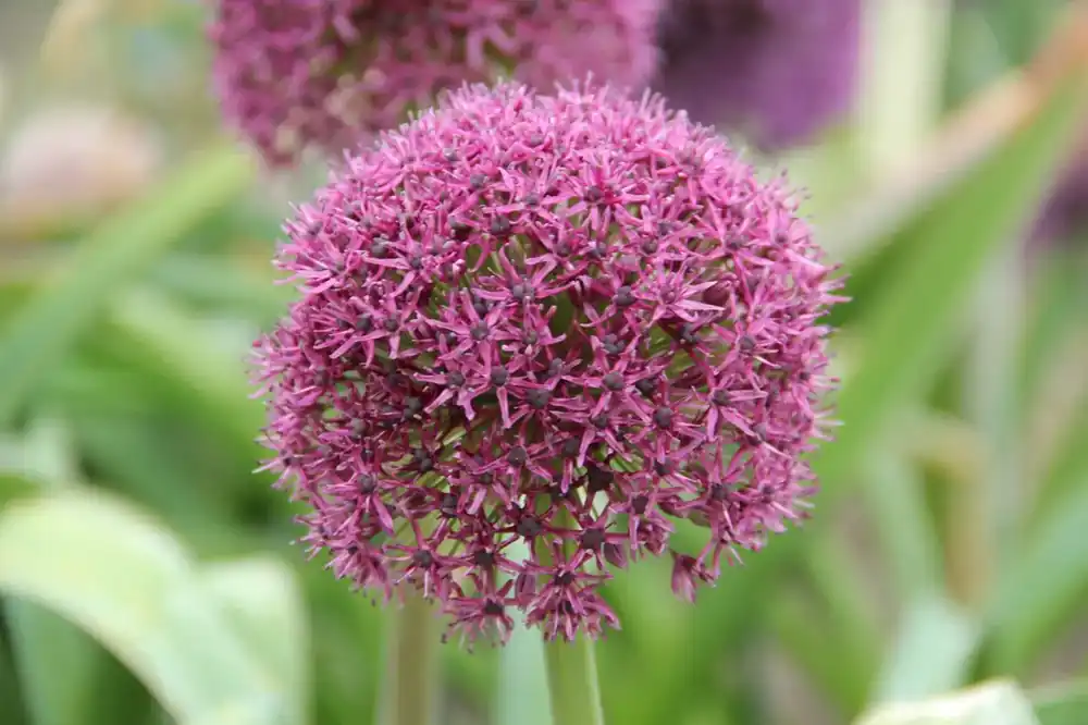 Zojuist toegevoegd | Sierui (Allium ‘Ostara‘)