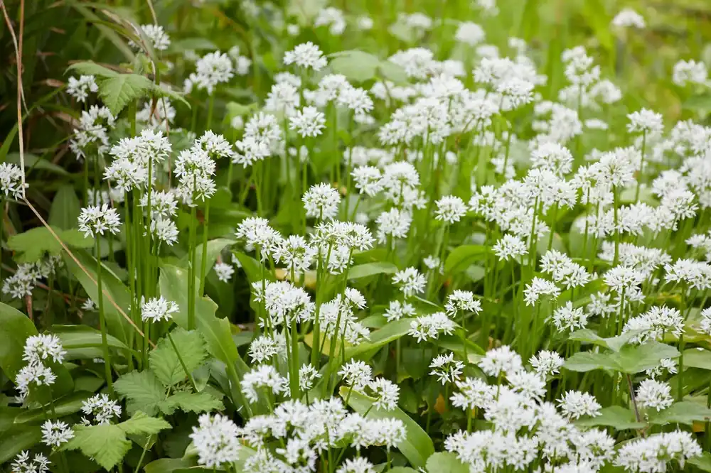 Direct kopen | Daslook (Allium ursinum)
