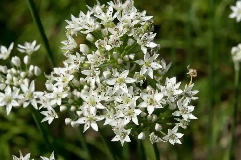 Net gelanceerd - Chinese bieslook (Allium tuberosum)