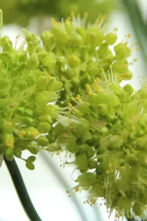 Actie - Sierui (Allium obliquum)