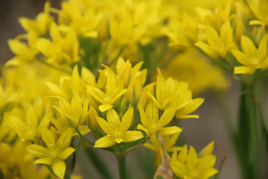 Topkwaliteit | Sierui (Allium moly)