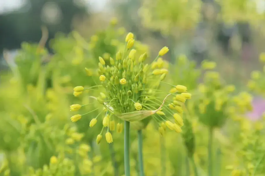 Sierui (Allium chloranthum ‘Yellow Fantasy‘) | Voordeelprijs