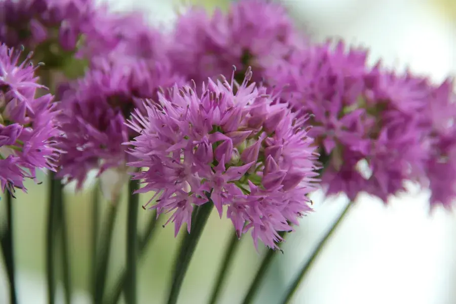 Sierui (Allium carolinianum ‘Rosy Dream‘) | Meest verkocht