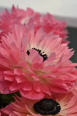 Anemoon (Anemone coronaria LEVANTE®-Rosa) | Tijdelijke aanbieding