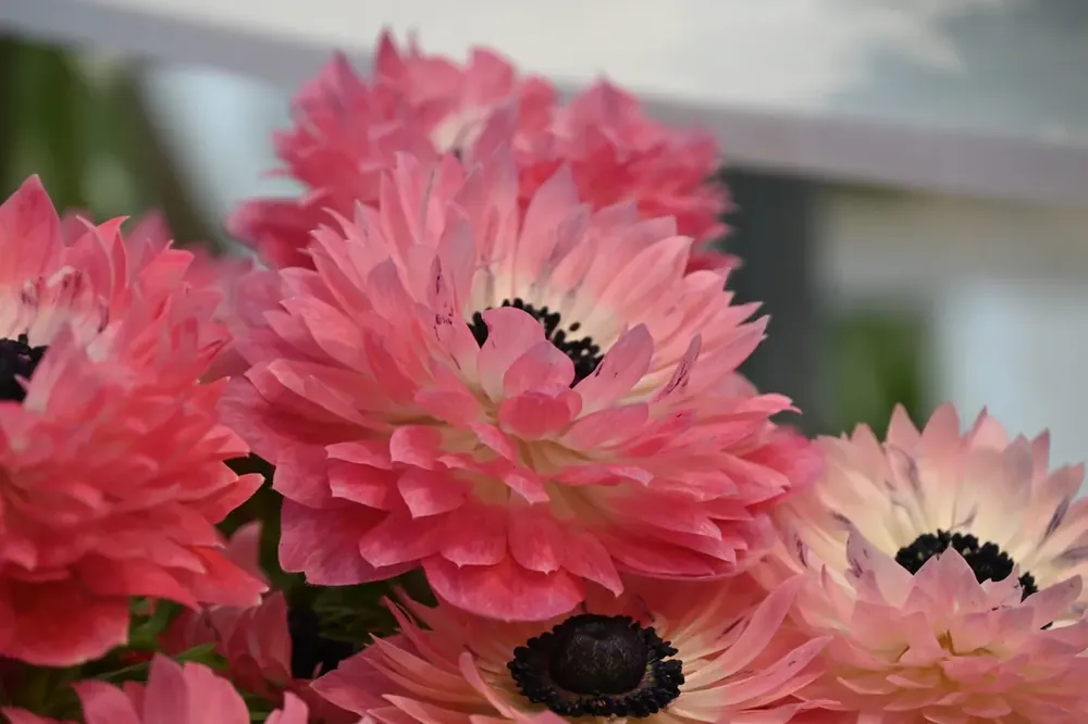 Anemoon (Anemone coronaria LEVANTE®-Rosa) | Tijdelijke aanbieding
