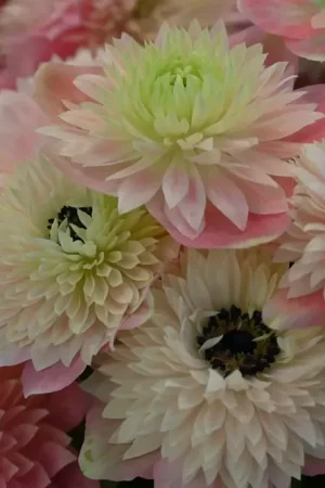 Anemoon (Anemone coronaria LEVANTE®-Rosa Chiaro) - Goed beoordeeld