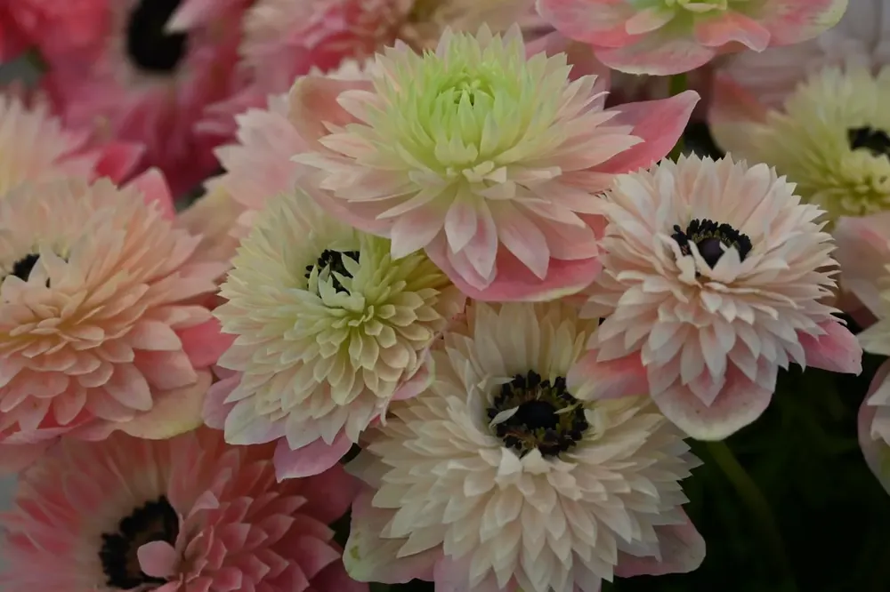 Anemoon (Anemone coronaria LEVANTE®-Rosa Chiaro) - Goed beoordeeld