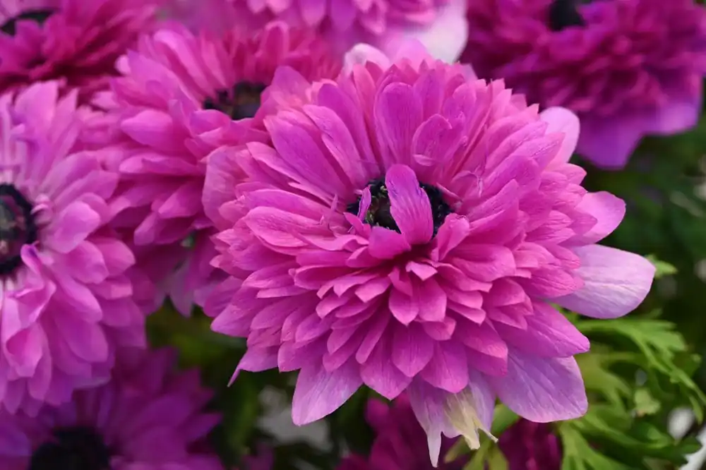 Anemoon (Anemone coronaria LEVANTE®-Fuchsia) - Premium