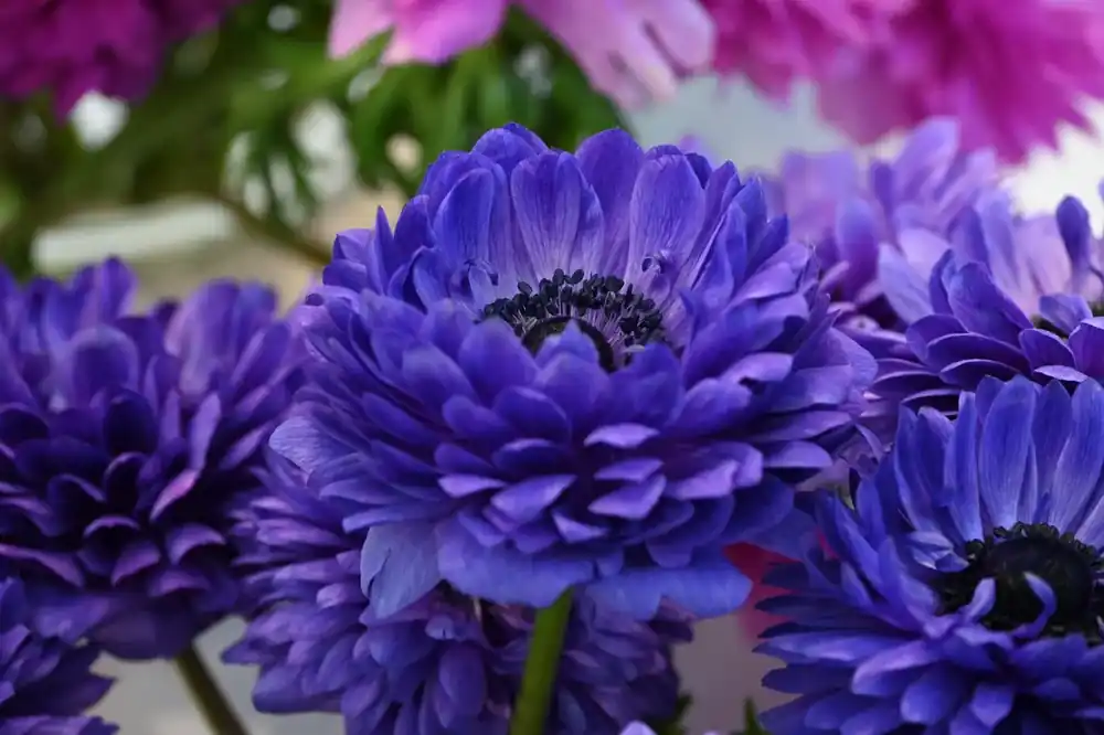 Gratis retourneren - Anemoon (Anemone coronaria LEVANTE®-Blu)