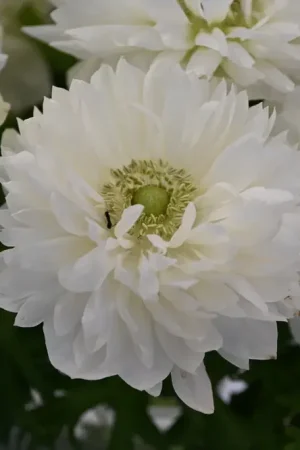 Anemoon (Anemone coronaria LEVANTE®-Bianco) | Laatste stuks
