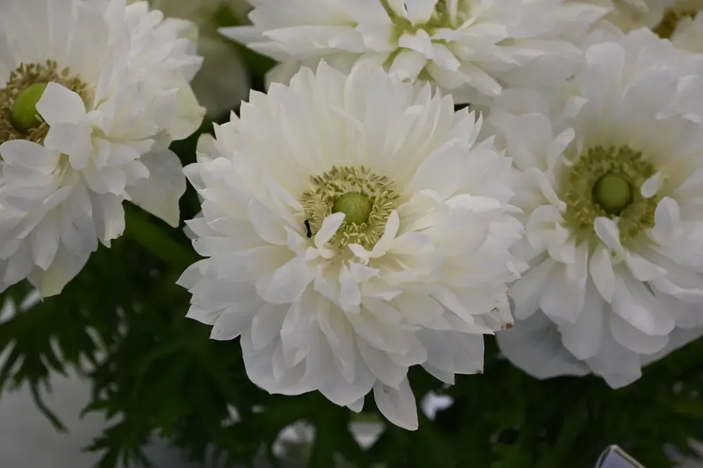 Anemoon (Anemone coronaria LEVANTE®-Bianco) | Laatste stuks