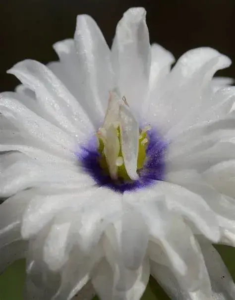 Anemoon (Anemone nemorosa ‘Blue Eyes‘)-Bloembol per 10 | Deal
