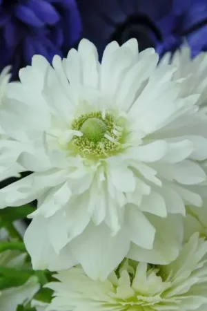 Anemoon (Anemone coronaria ‘Mount Everest‘) - Zeer goed beoordeeld