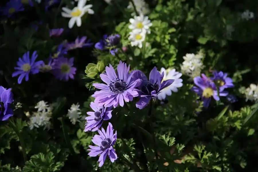 Populair | Anemoon (Anemone coronaria ‘Lord Lieutenant‘)