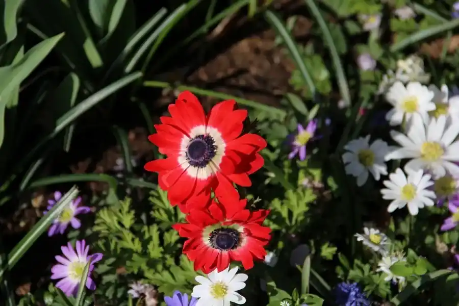 Outlet - Anemoon (Anemone coronaria ‘Governor‘)