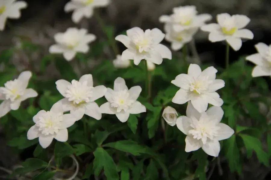 Favoriet van klanten - Anemoon (Anemone nemorosa ‘Vestal‘)