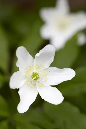 Anemoon (Anemone nemorosa) | Opruiming