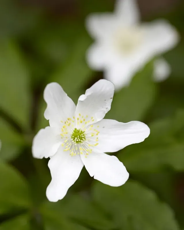 Anemoon (Anemone nemorosa) | Opruiming