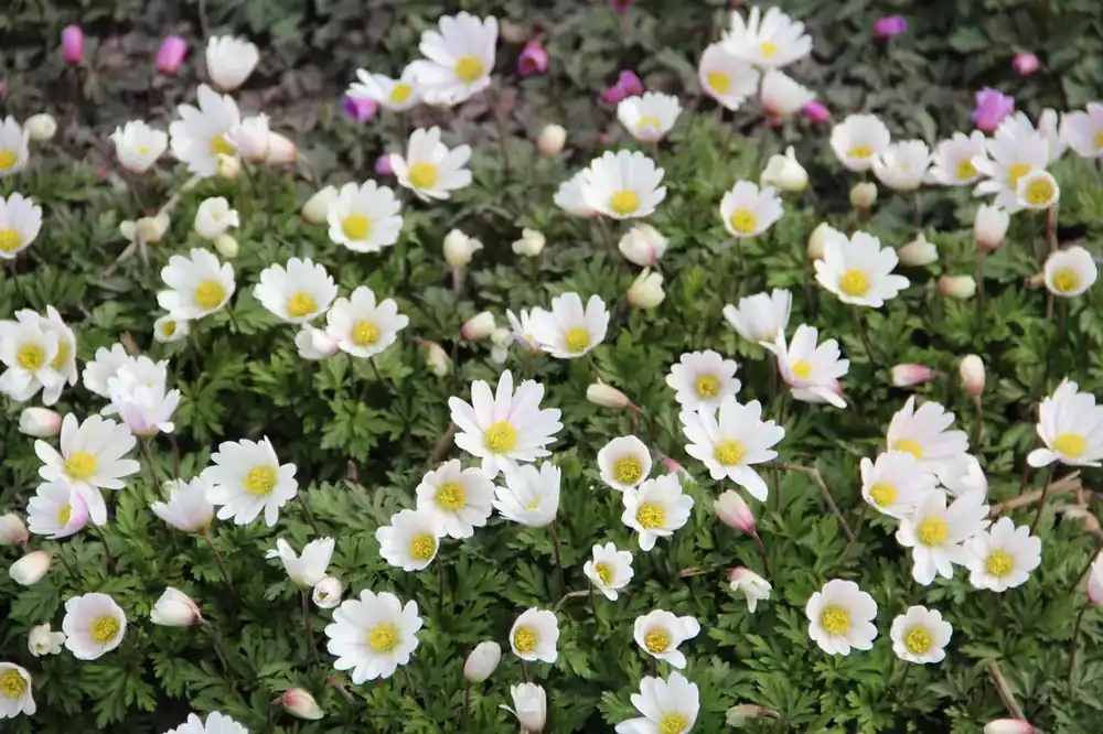 Prijs verlaagd - Bosanemoon (Anemone blanda ‘White Splendour‘)
