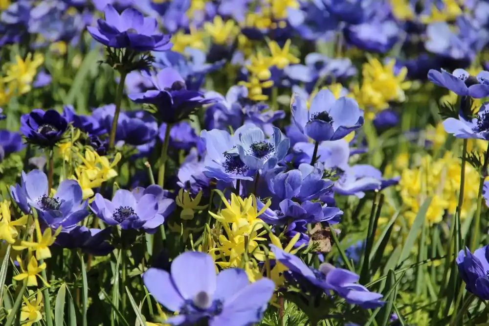Direct kopen | Anemoon/Narcis mix (Anemone ‘Mr. Fokker‘ en Narcissus ‘Hawera‘)