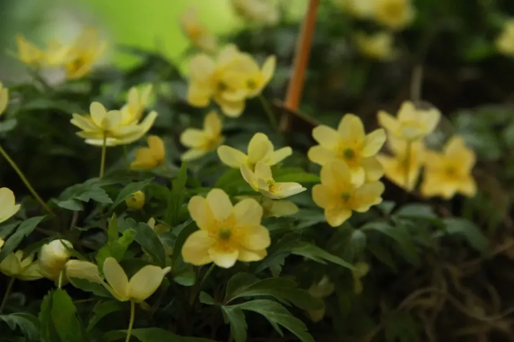 Deal - Anemoon (Anemone x lipsiensis)