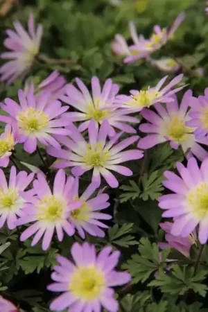 Anemoon (Anemone blanda ‘Charmer‘) | Uitverkoop
