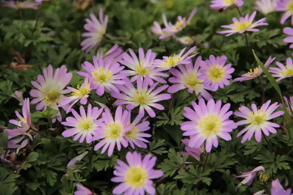 Anemoon (Anemone blanda ‘Charmer‘) | Uitverkoop