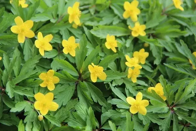 Online kopen - Anemoon (Anemone ranunculoides)