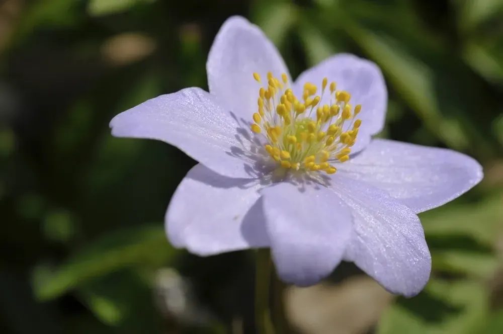 Bespaar meer | Anemoon (Anemone nemorosa ‘Robinsoniana‘) - bloembol