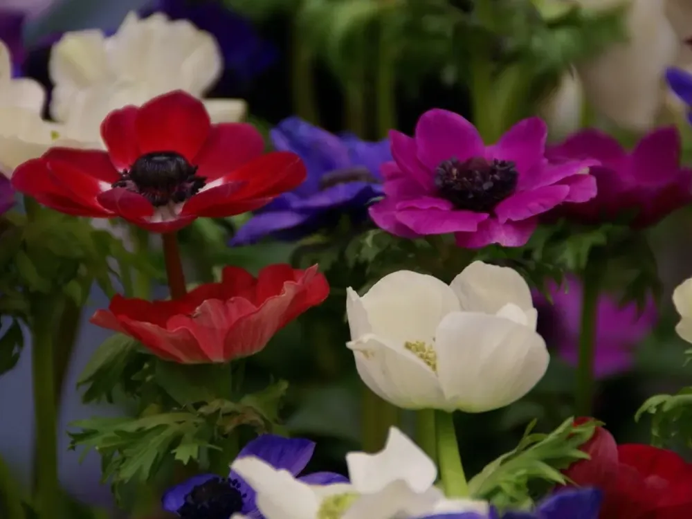 Veel gevraagd - Anemoon (Anemone coronaria ‘De Caen‘ mix)