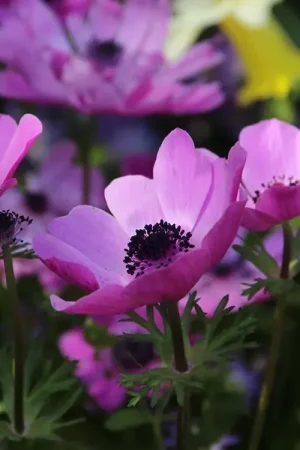 Anemoon (Anemone coronaria ‘Sylphide‘) | Profiteer nu