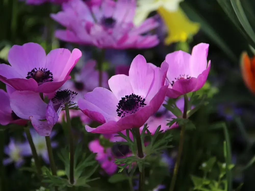 Anemoon (Anemone coronaria ‘Sylphide‘) | Profiteer nu