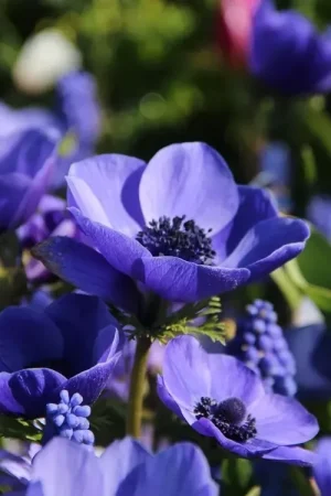 Anemoon (Anemone coronaria ‘Mr. Fokker‘) | Populair bij klanten