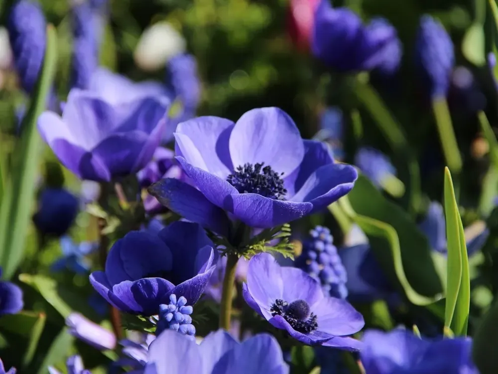 Anemoon (Anemone coronaria ‘Mr. Fokker‘) | Populair bij klanten