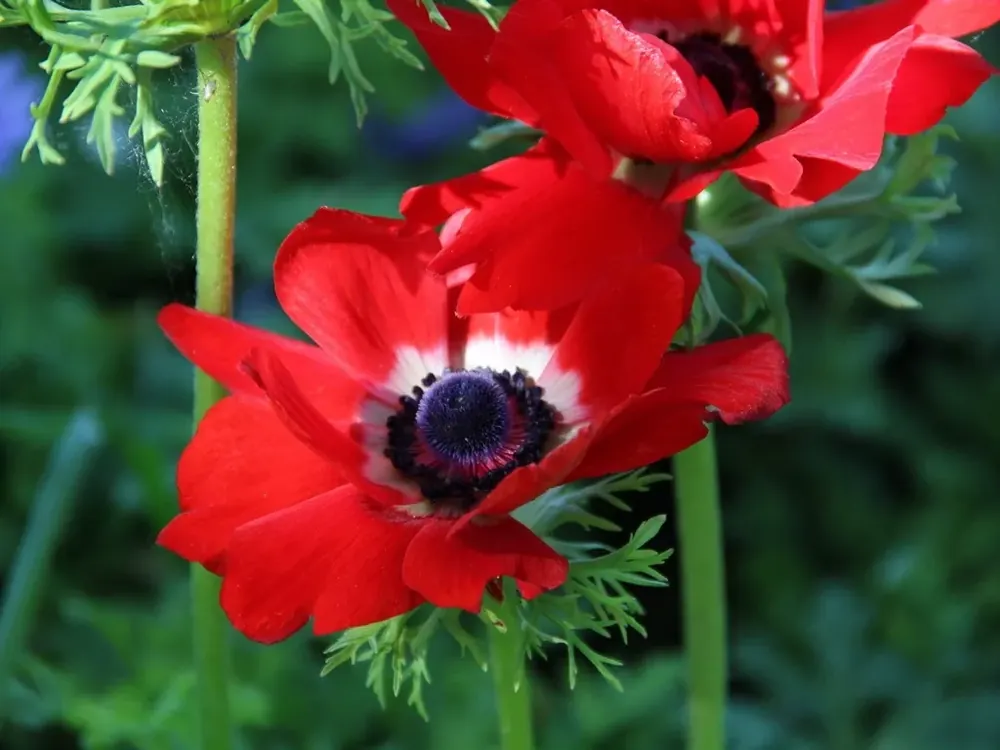 Anemoon (Anemone coronaria ‘Hollandia‘) - Op voorraad