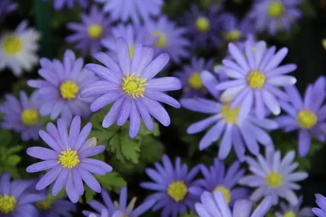 Echte Bosanemoon (Anemone blanda ‘Blue Shades‘) - Direct beschikbaar