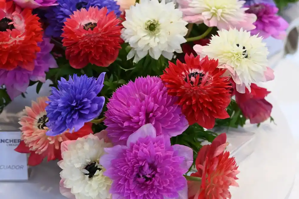 Anemoon (Anemone coronaria LEVANTE®-mix) - Snelle levering