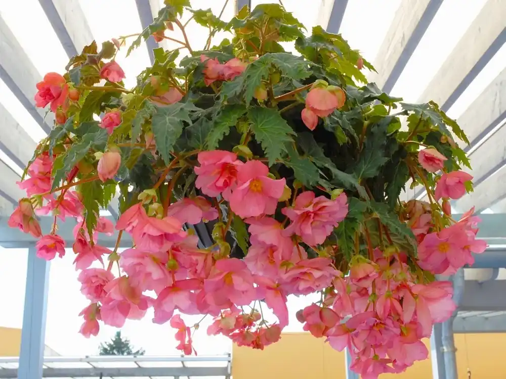 Veilig winkelen - Hangbegonia (Begonia Pendula Cascade) roze