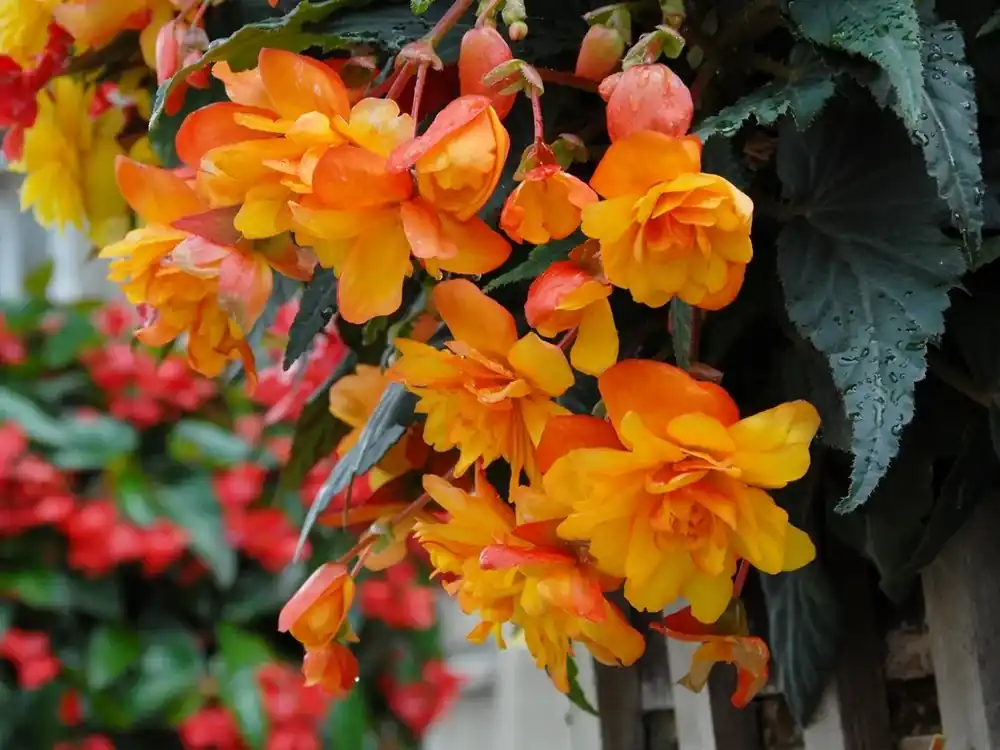 Hangbegonia (Begonia Pendula Cascade) oranje | Extra korting